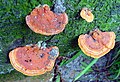 Fungos em raiz de guanandi. Paranaguá-PR