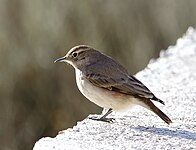 Rufous-banded miner