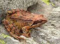 Grasfrosch (Rana temporaria)