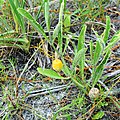 Walter's ground cherry