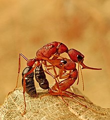 Duas formigas brigando, uma está em cima da outra.