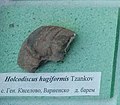 en:Holcodiscus hugiformis Tzankov, Lower en:Barremian, General Kiselovo, Varna Province at the en:Sofia University "St. Kliment Ohridski" Museum of Paleontology and Historical Geology