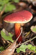 Hortiboletus rubellus - panoramio - Björn S. (14).jpg