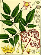 Illustrations of Indian Botany, Vol. 1 (page 305 crop).jpg