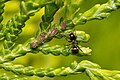 Proteccion de nierons (Cinara tujafilina) per una formiga (Lasius niger)