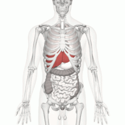 موضع الكبد في الجسم (يظهر باللون الأحمر).