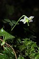 Moneses uniflora