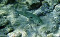 Mulloidichthys flavolineatus, Kona, Hawaii