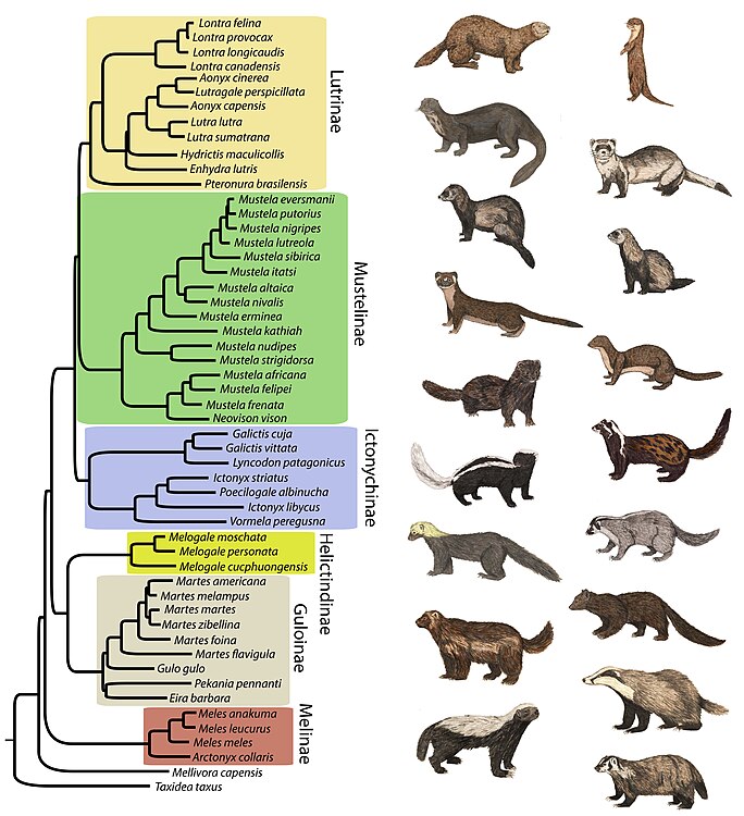 Árbol filogenético de Mustelidae. Contiene 53 de las 56 especies reconocidas de mustélidos.[15]​