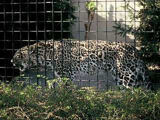 'n Persiese luiperdmannetjie met ongewone pelsvlekke by die Wilhelma Zoologisch Botanischen Garten te Stuttgart, Duitsland