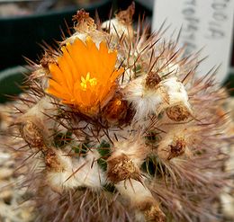 Parodija (Parodia ayopayana)