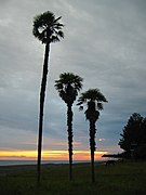 Pitsunda, Abkhazia, Palms, Sunset at the sea.jpg