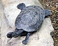 Geoffroys side-necked turtle Phrynops geoffranus