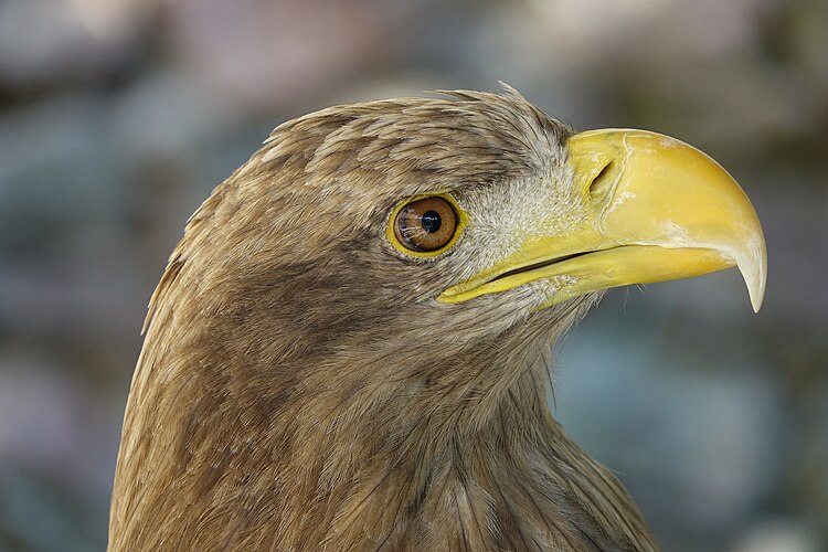 Голова орлана-белохвоста (Haliaeetus albicilla)