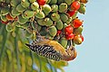 24. A harkályfélék családjába tartozó nyugati küllő (Melanerpes rubricapillus rubricapillus) (Tobago) (javítás)/(csere)