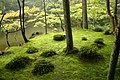 Gozd v Saihō-ji, Kjoto, Japonska