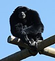 Siamang