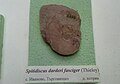 en:Spitidiscus darderi fasciger (Thieloy) Lower en:Hauterivian, Ivanovo, Targovishte Province at the Sofia University "St. Kliment Ohridski" Museum of Paleontology and Historical Geology