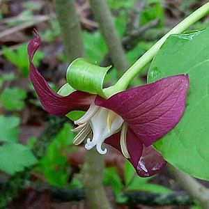 Trillium flexipes בפארק