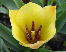 Tulipa batalinii 'Yellow Jewel' B.jpg