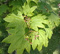 Blad og blomster hos vinlønn (Acer circinatum)