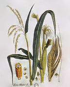 Icones Plantarum medicinalium..., Wien, 1788-1812.