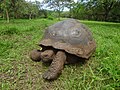 (Chelonoidis nigra) El Chato Reserve, Santa Cruz Galapagos