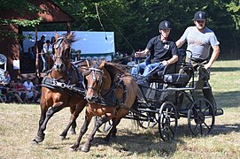 Un attelage de deux poneys mené par deux hommes