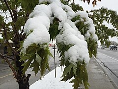 2015-05-07 07 46 40 New green leaves covered by a late spring wet snowfall on a Freeman's Maple on Silver Street in Elko, Nevada.jpg