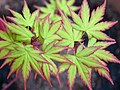 Acer palmatum 'Sango kaku'