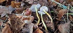 Alkaliinmütsik Mycena luteoalcalina Foto: Sven Pruul