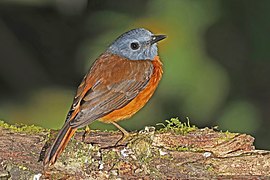 Amber mountain rock thrush (Monticola sharpei erythronotus) male 2