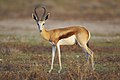 Springbok mâle, à Etosha.