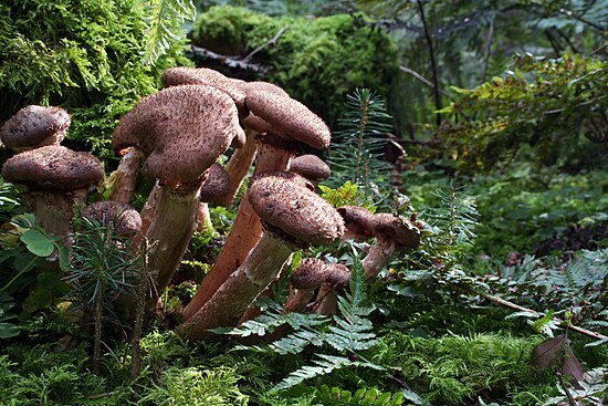 Loài Armillaria solidipes Ảnh: Holger Krisp