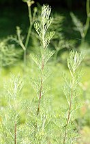 Artemisia abrotanum