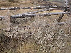 Artemisia cana (5017821219).jpg