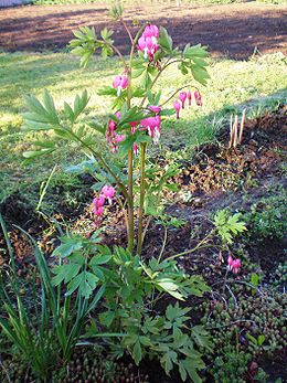 Dailieji auskarėliai (Dicentra spectabilis)