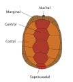 The scutes of the turtle's carapace