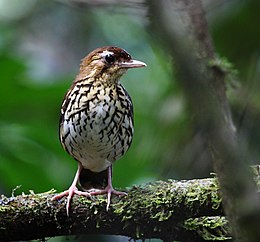 Chamaeza campanisona