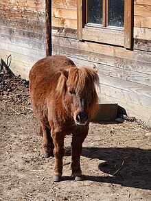 Poney roux vu de face.