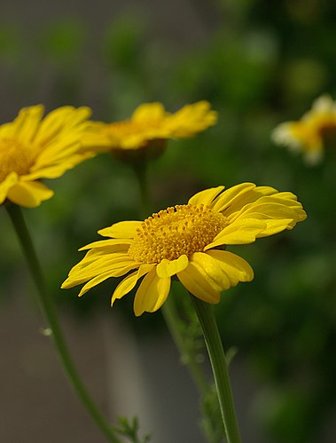 Хризантема увенчанная (Chrysanthemum coronarium)