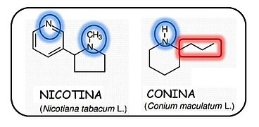 Conina and Nicotine- Heteroatoms and Functional Groups.jpg