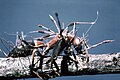 Cordyceps brotando de una avispa