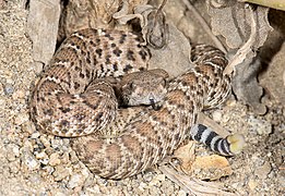 Crotalus ruber juvenile (10791578405).jpg