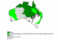 Föörkemen faan Dingos uun Austraalien