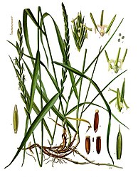 Elymus repens (L.) Desv. ex Nevski