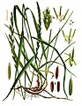 Elymus repens (L.) Desv. ex Nevski