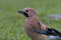 Garrulus glandarius bispecularis từ Uttarakhand, Ấn Độ.