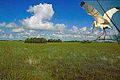 Íbis no Parque Nacional de Everglades