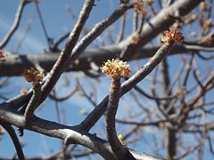 Prunus domestica